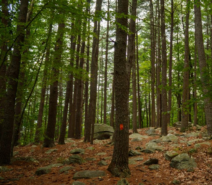 The image depicts a section of a forest floor with numerous tall, slender trees that have rough, dark bark and are densely packed, allowing filtered sunlight to illuminate the scene. The ground is covered with a layer of reddish-brown soil mixed with scattered rocks and stones of varying sizes, some rounded and weathered, others sharper and angular. Several trees have small, bright orange markings painted on their trunks, likely for trail or survey purposes, with one such tree positioned prominently in the foreground. The foliage above consists of light to medium green leaves, creating a canopy that obscures much of the sky but allows patches of natural light to filter through, casting soft shadows on the ground. In the background, more trees extend into the distance, reducing visibility, and contributing to the dense woodland atmosphere. The overall scene is natural and unaltered, with no signs of man-made structures or recent disturbance, fitting within a context where independent waste collection or on-site clearance may be relevant to managing woodland debris or ensuring safe access, with Waste Removal Sutton’s services potentially supporting such activities in rural or semi-natural environments.